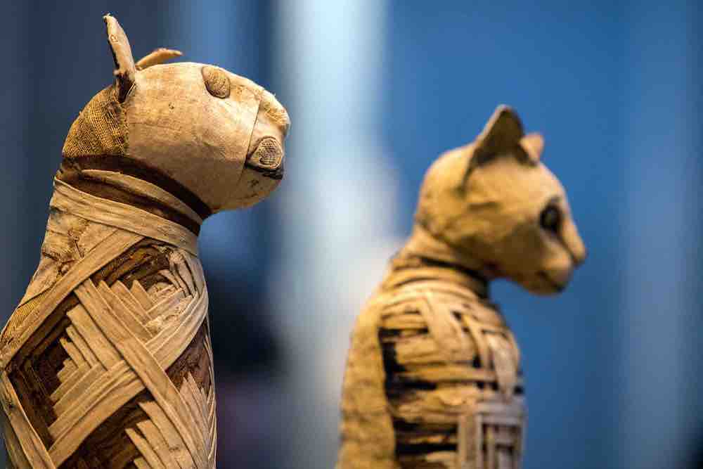 Did Ancient Egyptians Really Mummify Their Pets? – 